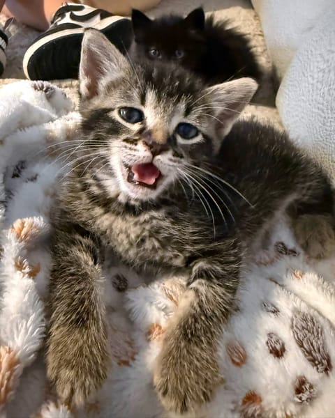 MACHOUPETTE