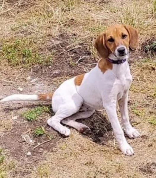 Ariel 🥰 eine freundliche Maus