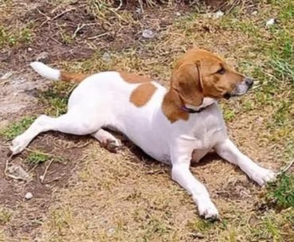 Ariel 🥰 eine freundliche Maus