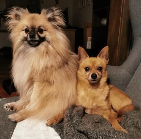 Duque & Flöhchen  Männerduo
