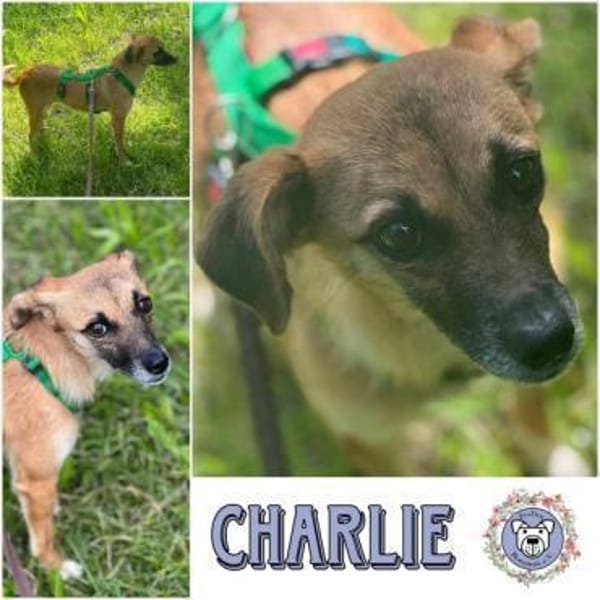 CHARLIE * zauberhaftes Wesen