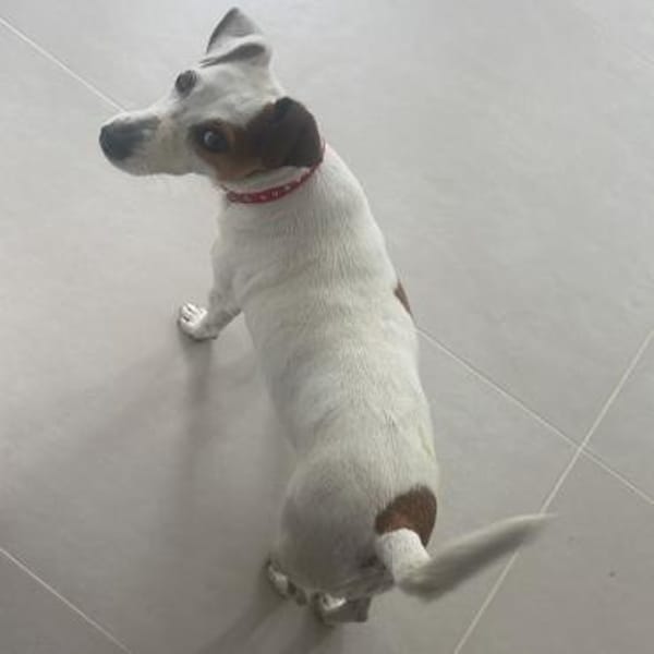 EMMI - liebes Seelchen