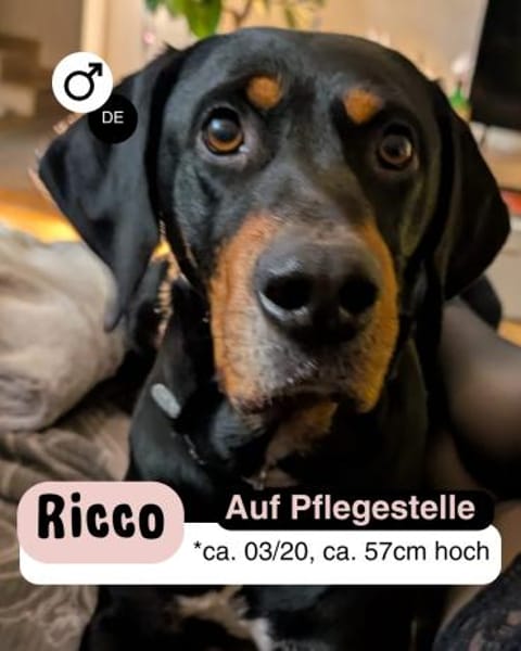 RICCO: Starker Begleiter mit großem Herz