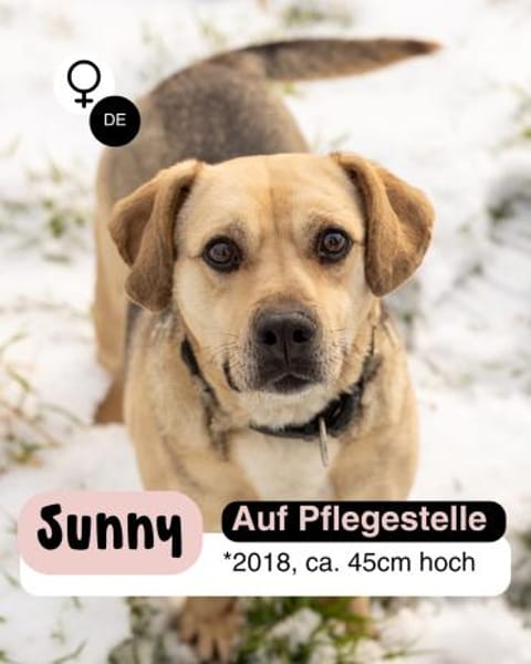 SUNNY  Kämpferherz sucht Ankerplatz