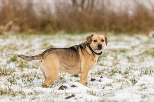 SUNNY  Kämpferherz sucht Ankerplatz
