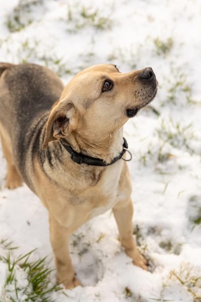 SUNNY  Kämpferherz sucht Ankerplatz