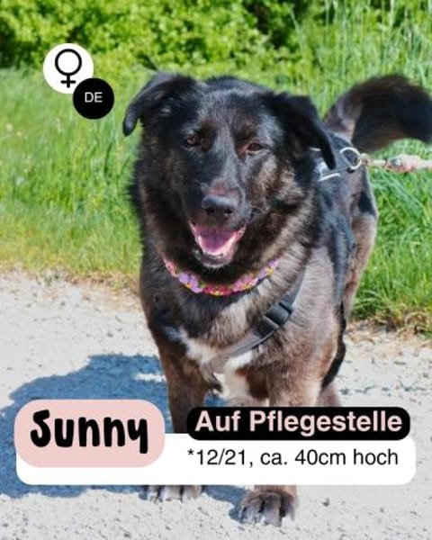 SUNNY: Kuschelmaus mit Köpfchen