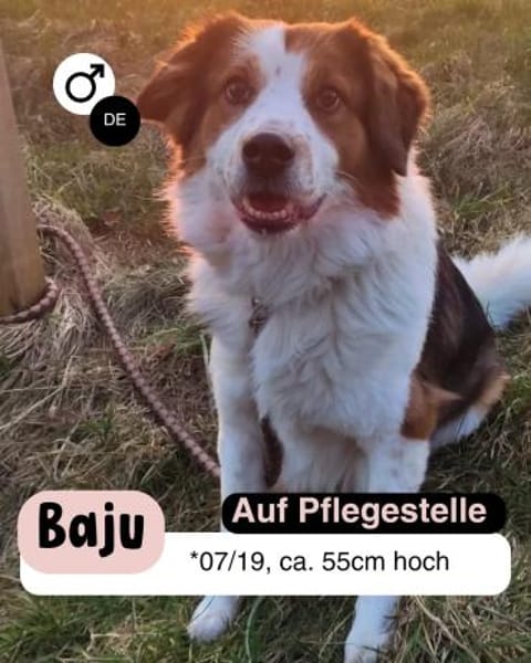 BAJU: DEIN loyaler Beschützer fürs Leben