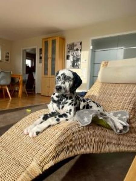 Uno sucht neues Zuhause/Pflegestelle