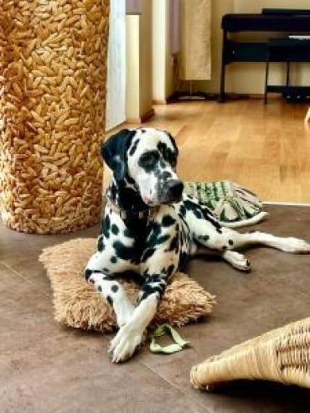 Uno sucht neues Zuhause/Pflegestelle