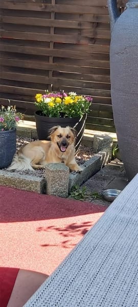 💙Paulchen💙sucht sein Glück🍀
