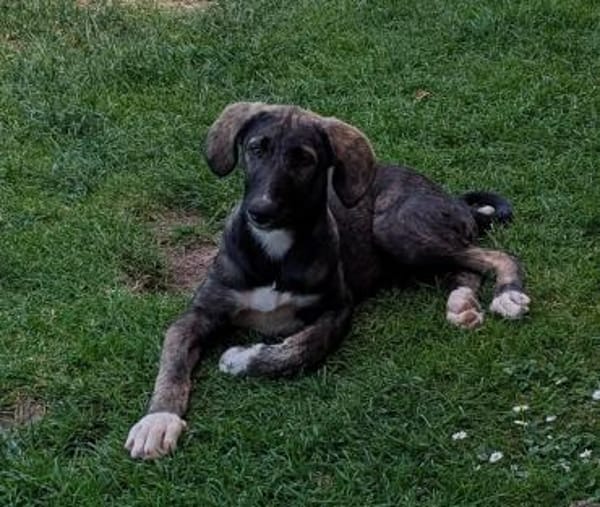 Elsa wartet in 97513 Michelau