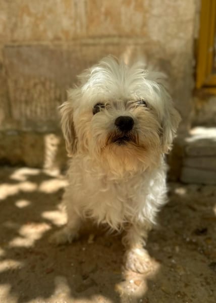 PUCI (Animalea)