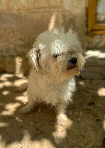 PUCI (Animalea)
