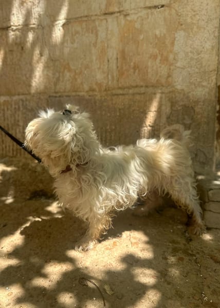 PUCI (Animalea)