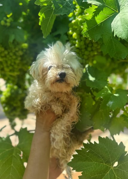 PUCI (Animalea)