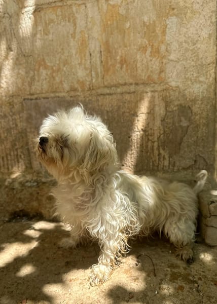 PUCI (Animalea)
