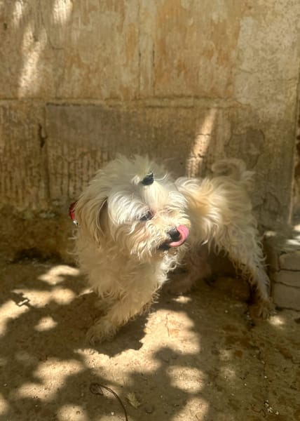 PUCI (Animalea)