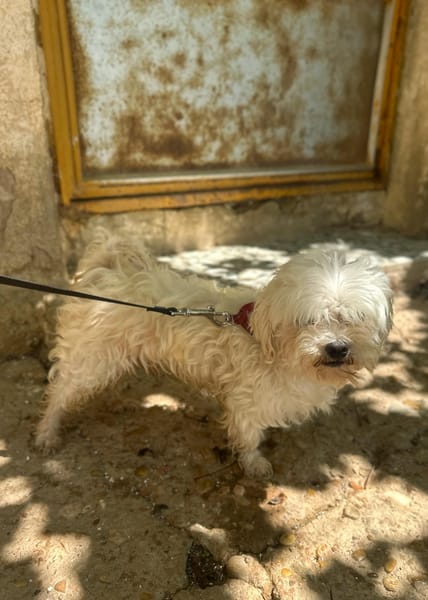 PUCI (Animalea)