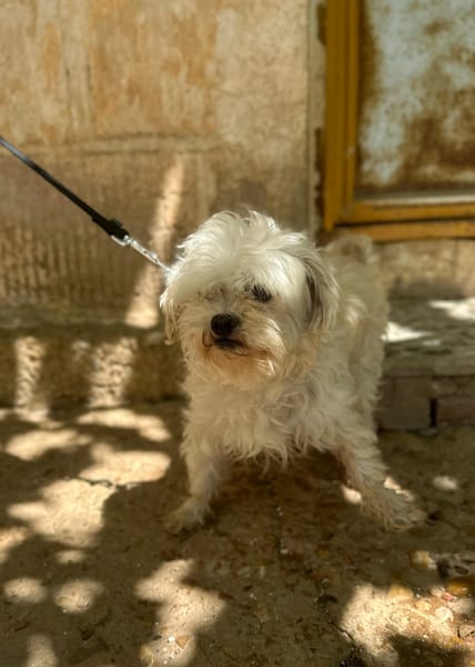 PUCI (Animalea)