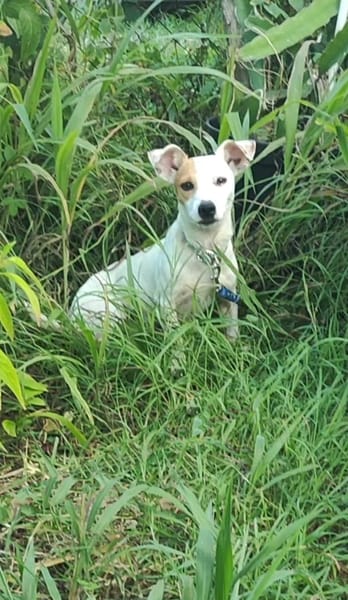 Oxo, mâle croisé terrier jack russel, né le 01/07/2024 🐶