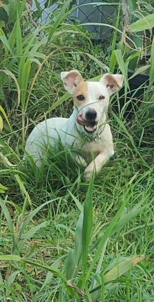 Oxo, mâle croisé terrier jack russel, né le 01/07/2024 🐶