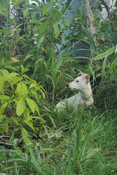 Oxo, mâle croisé terrier jack russel, né le 01/07/2024 🐶