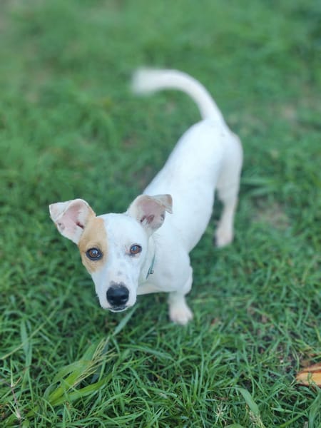 Oxo, mâle croisé terrier jack russel, né le 01/07/2024 🐶