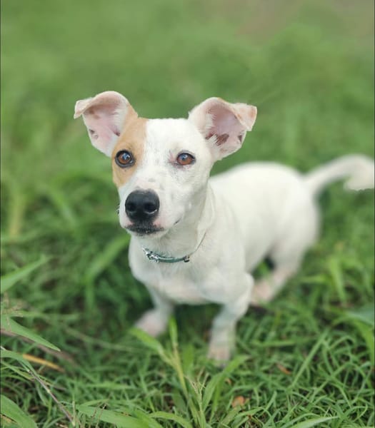 Oxo, mâle croisé terrier jack russel, né le 01/07/2024 🐶