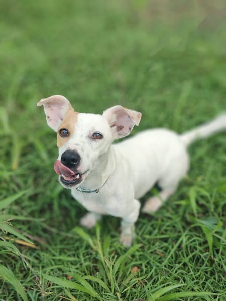 Oxo, mâle croisé terrier jack russel, né le 01/07/2024 🐶
