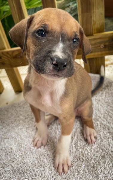 Thorin, mâle croisé berger, né le 15/04/2025  🐶