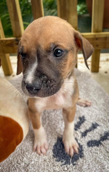 Thorin, mâle croisé berger, né le 15/04/2025  🐶