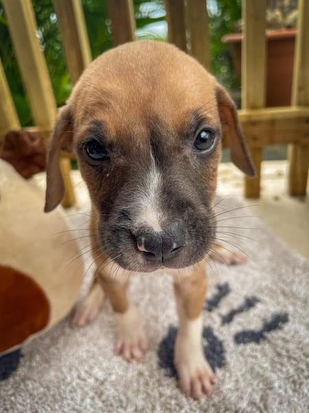 Thorin, mâle croisé berger, né le 15/04/2025  🐶