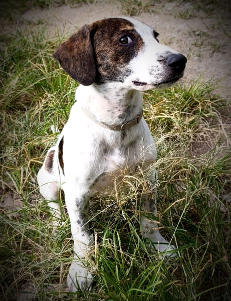 Paprika, mâle berger, né le 24/01/2025 🐶