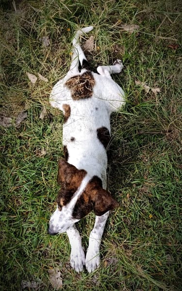 Paprika, mâle berger, né le 24/01/2025 🐶