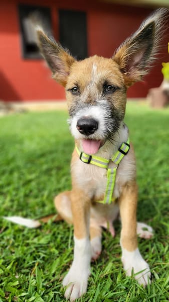 Milou, mâle croisé griffon, né le 10/04/2025 🐶