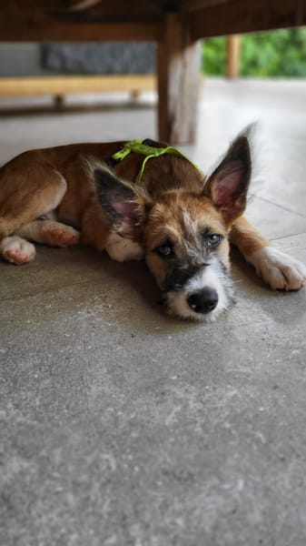 Milou, mâle croisé griffon, né le 10/04/2025 🐶