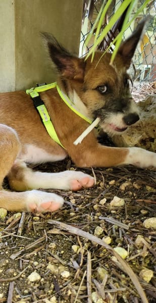 Milou, mâle croisé griffon, né le 10/04/2025 🐶