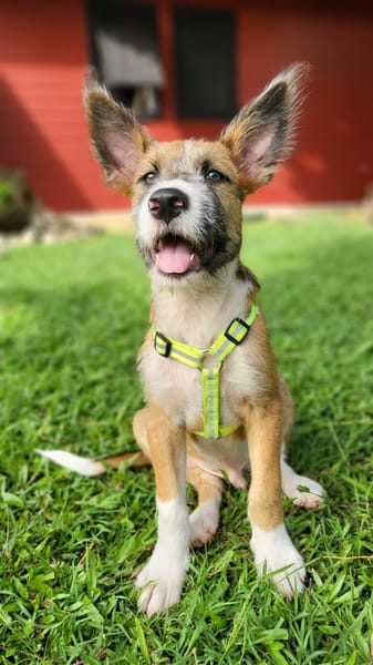 Milou, mâle croisé griffon, né le 10/04/2025 🐶