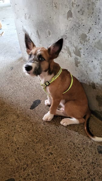 Milou, mâle croisé griffon, né le 10/04/2025 🐶