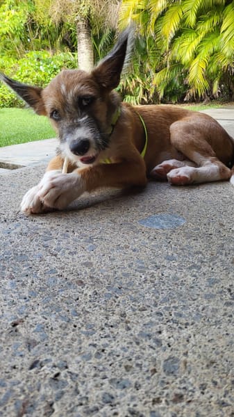 Milou, mâle croisé griffon, né le 10/04/2025 🐶
