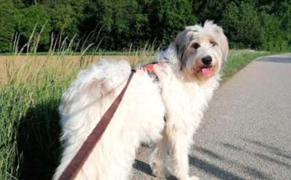 Wuschelhund Aby sucht ihre Menschen