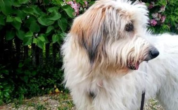 Wuschelhund Aby sucht ihre Menschen