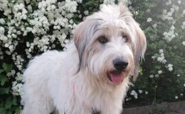 Wuschelhund Aby sucht ihre Menschen
