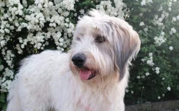 Wuschelhund Aby sucht ihre Menschen