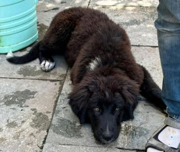 Plüschbär Elvis sucht seine Familie