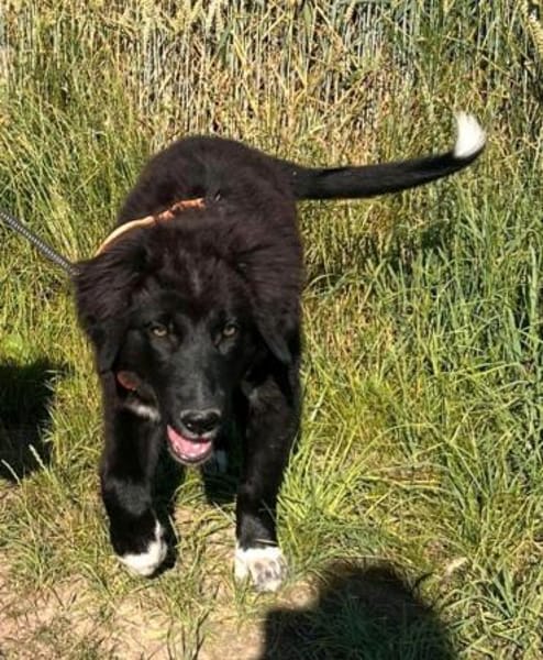 Plüschbär Elvis sucht seine Familie