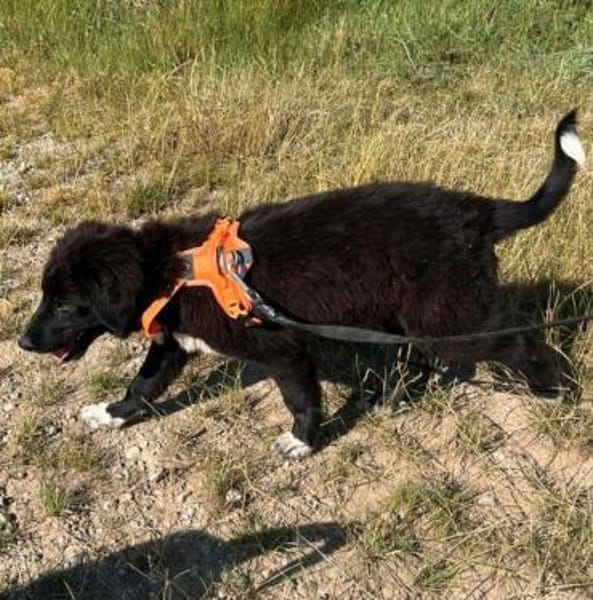 Plüschbär Elvis sucht seine Familie