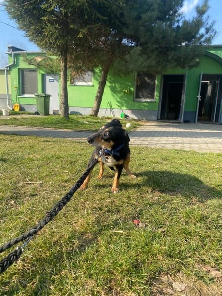 Zorza