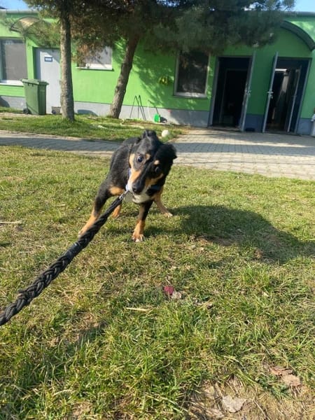 Zorza